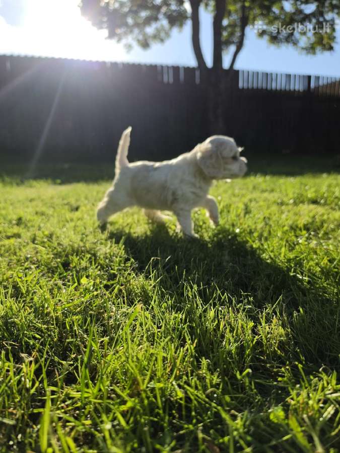 Amerikiečių koker spaniel - nuotraukos Nr. 13