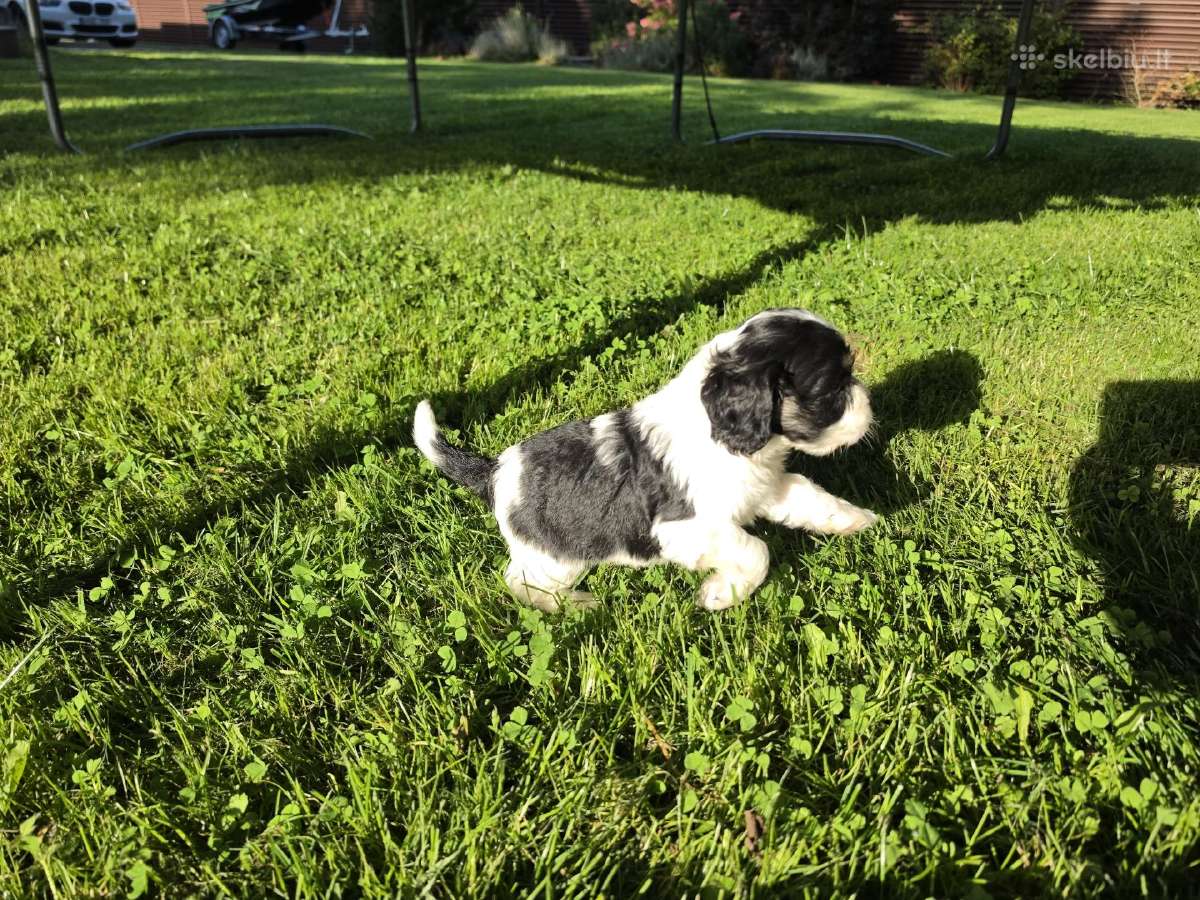 Amerikiečių koker spaniel - nuotraukos Nr. 14