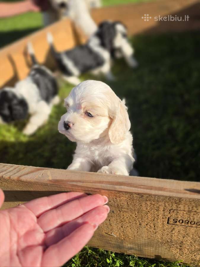 Amerikiečių koker spaniel - nuotraukos Nr. 15