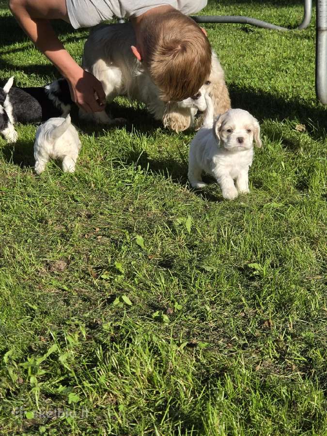 Amerikiečių koker spaniel - nuotraukos Nr. 16
