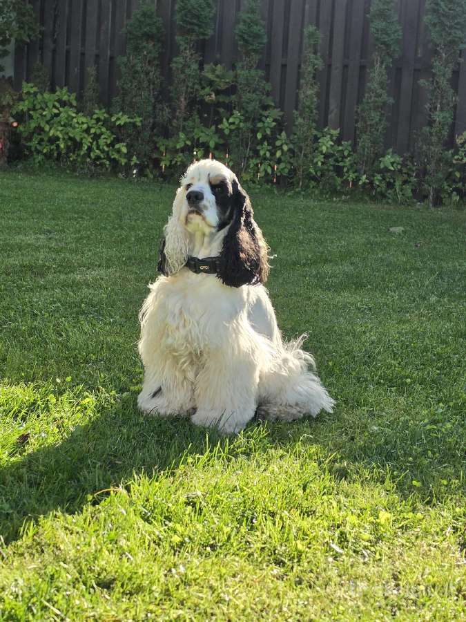 Amerikiečių koker spaniel - nuotraukos Nr. 17