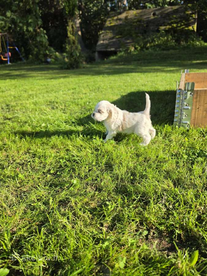 Amerikiečių koker spaniel - nuotraukos Nr. 18