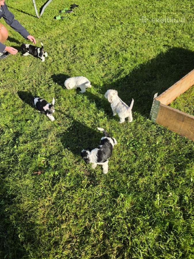 Amerikiečių koker spaniel - nuotraukos Nr. 19
