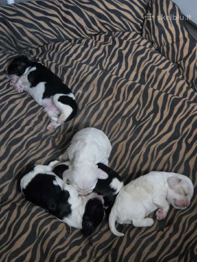 Amerikiečių koker spaniel - nuotraukos Nr. 20