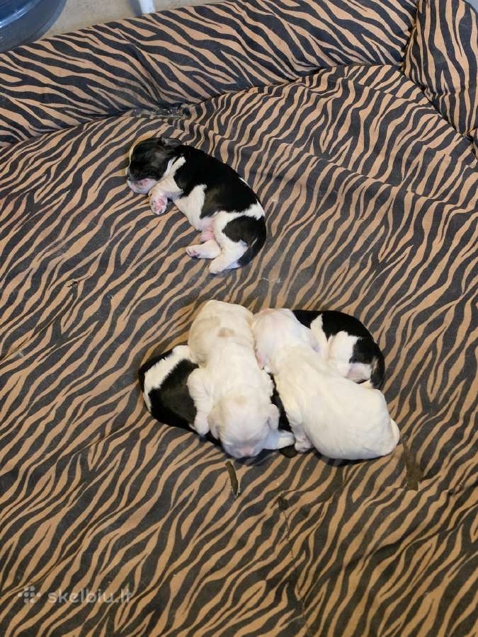Amerikiečių koker spaniel - nuotraukos Nr. 21