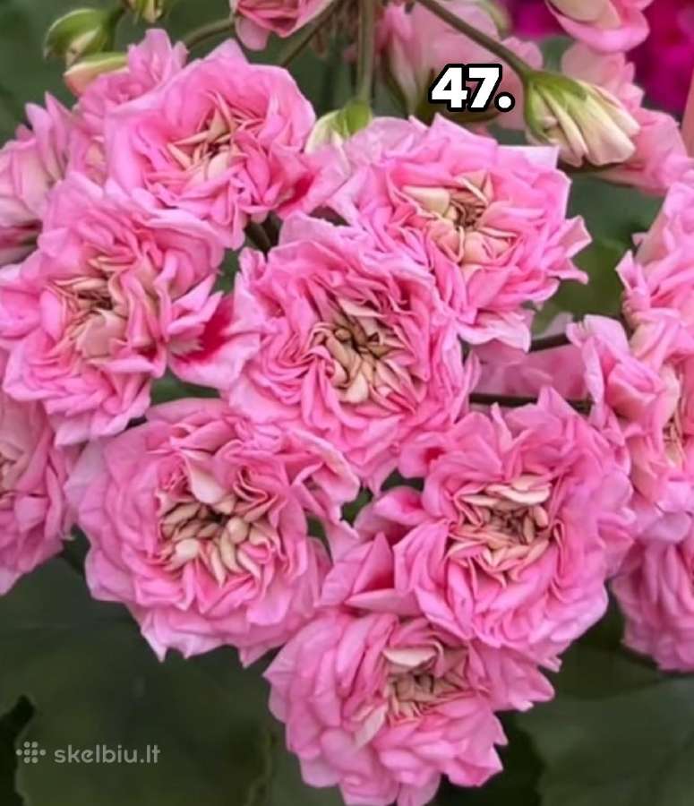 Bengalai. Pelargonija. Bengalai - nuotraukos Nr. 26