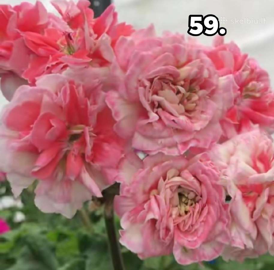 Bengalai. Pelargonija. Bengalai - nuotraukos Nr. 36