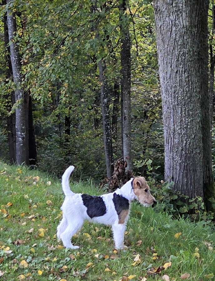 Foksterjerai, šiurkščiaplaukiai foksterjerai - nuotraukos Nr. 5