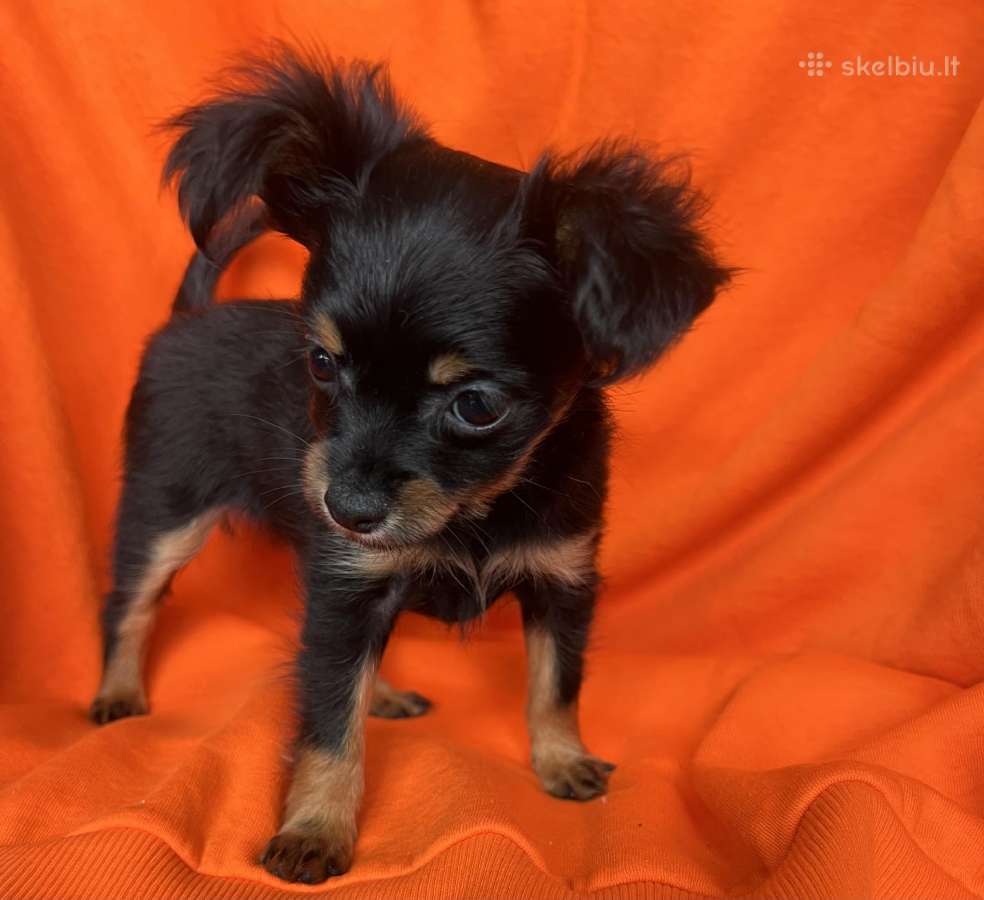 Ilgaplaukius toy terrier - nuotraukos Nr. 2