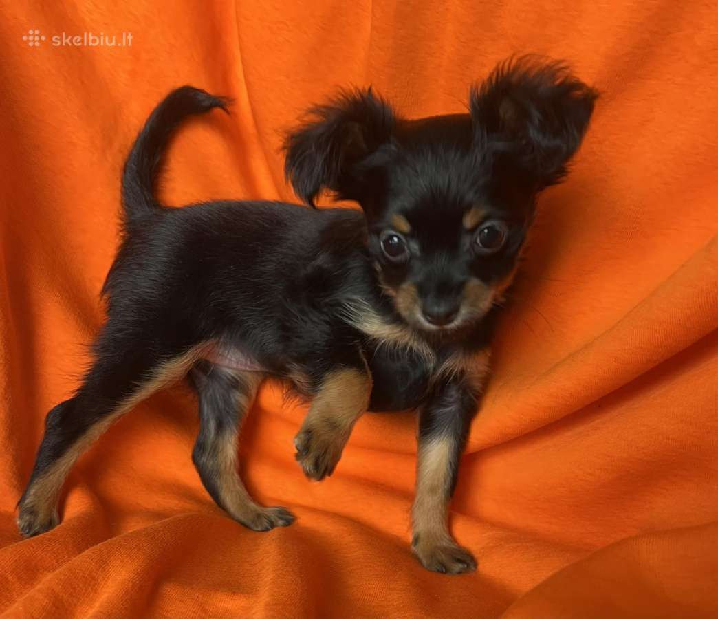 Ilgaplaukius toy terrier - nuotraukos Nr. 3