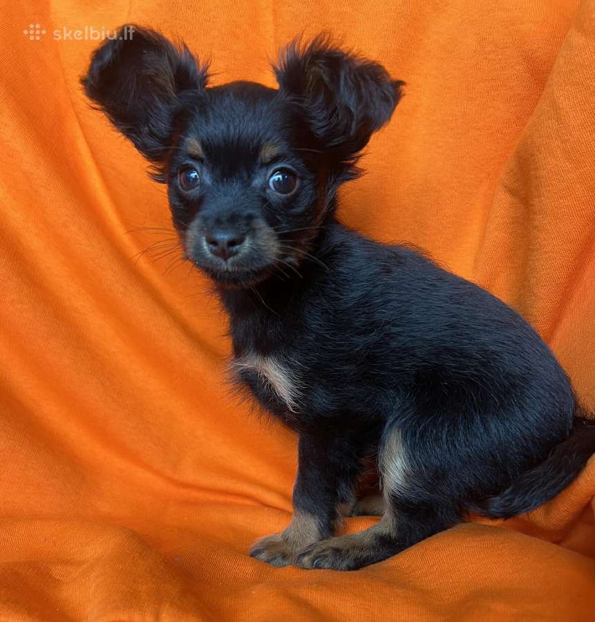 Ilgaplaukius toy terrier - nuotraukos Nr. 4