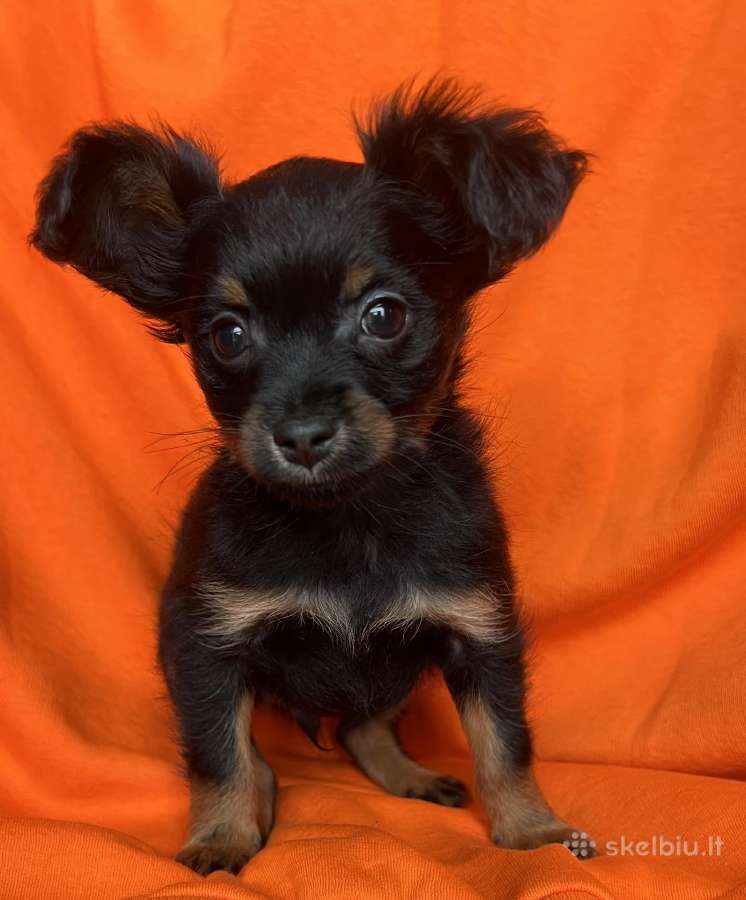 Ilgaplaukius toy terrier - nuotraukos Nr. 5