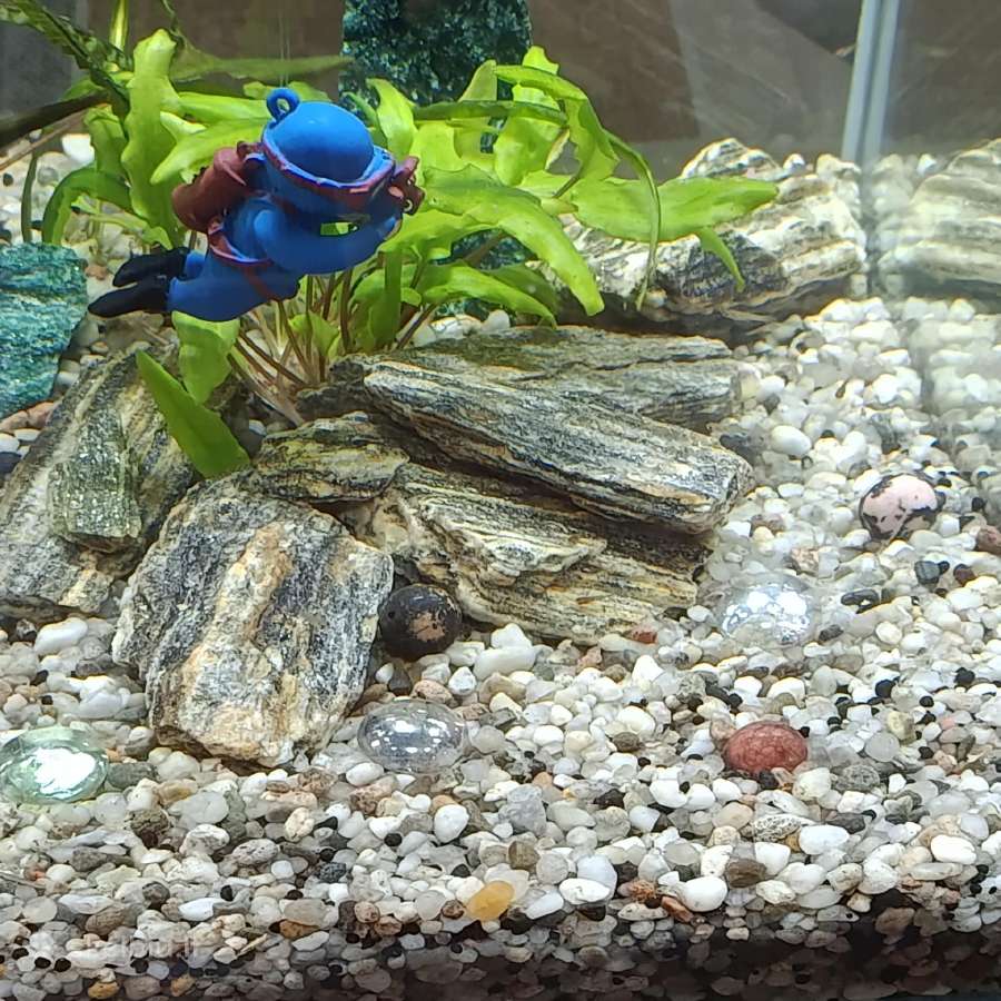 Akvariumas. - nuotraukos Nr. 2