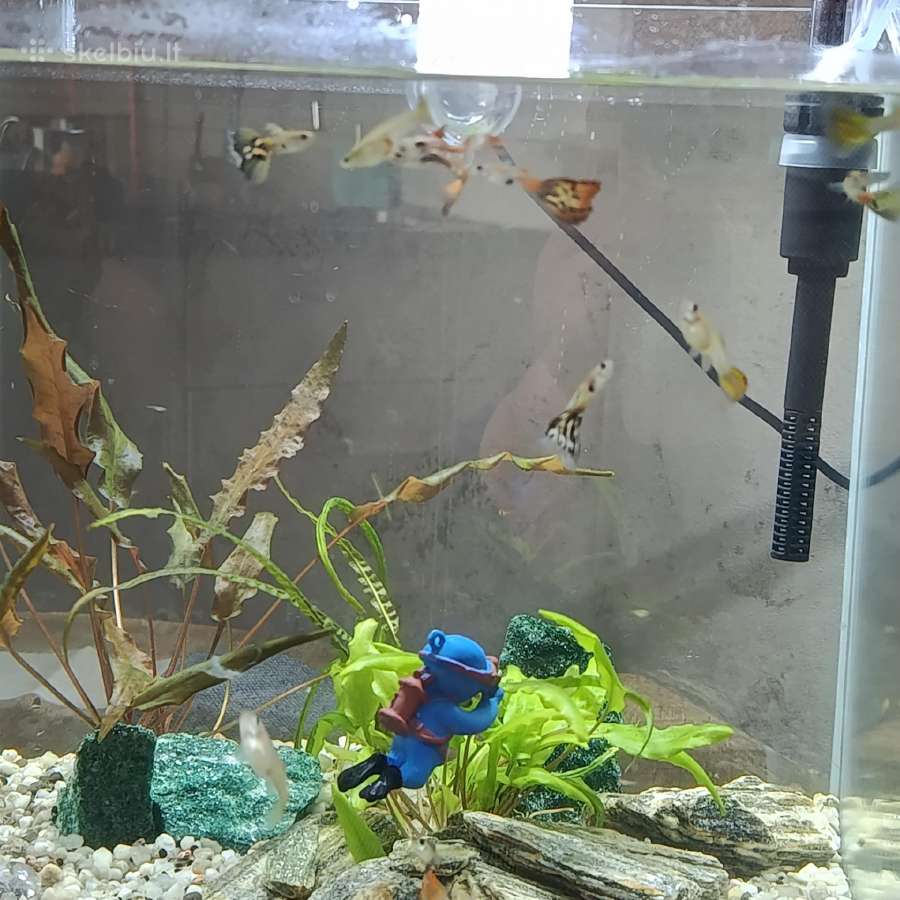Akvariumas. - nuotraukos Nr. 3