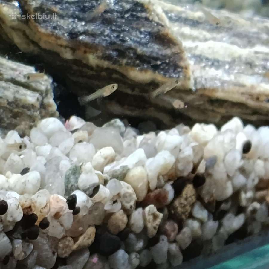 Akvariumas. - nuotraukos Nr. 5