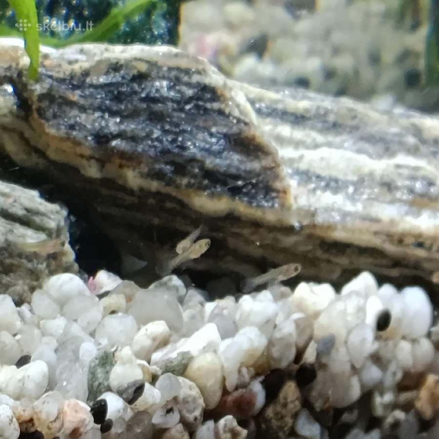 Akvariumas. - nuotraukos Nr. 6