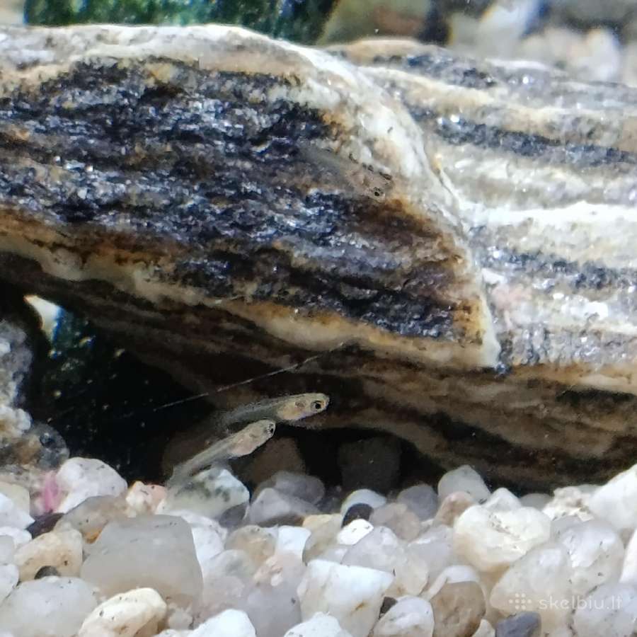 Akvariumas. - nuotraukos Nr. 7