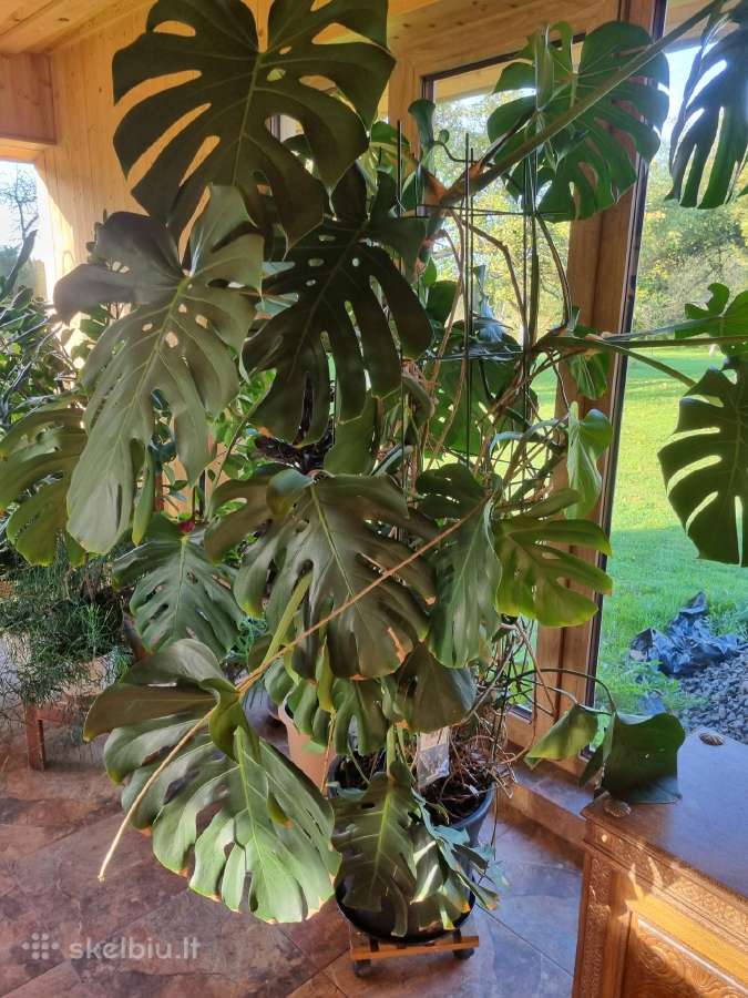 Monstera - nuotraukos Nr. 2