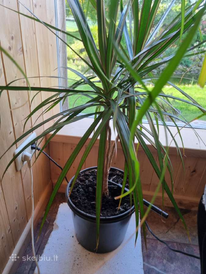 Dracena - nuotraukos Nr. 2