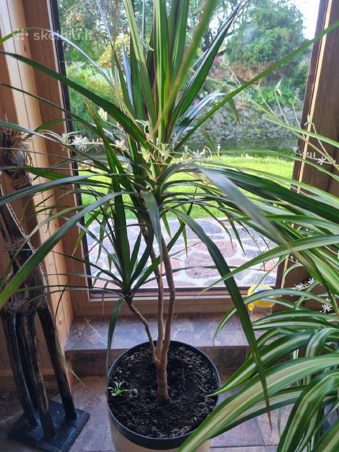 Dracena - nuotraukos Nr. 3