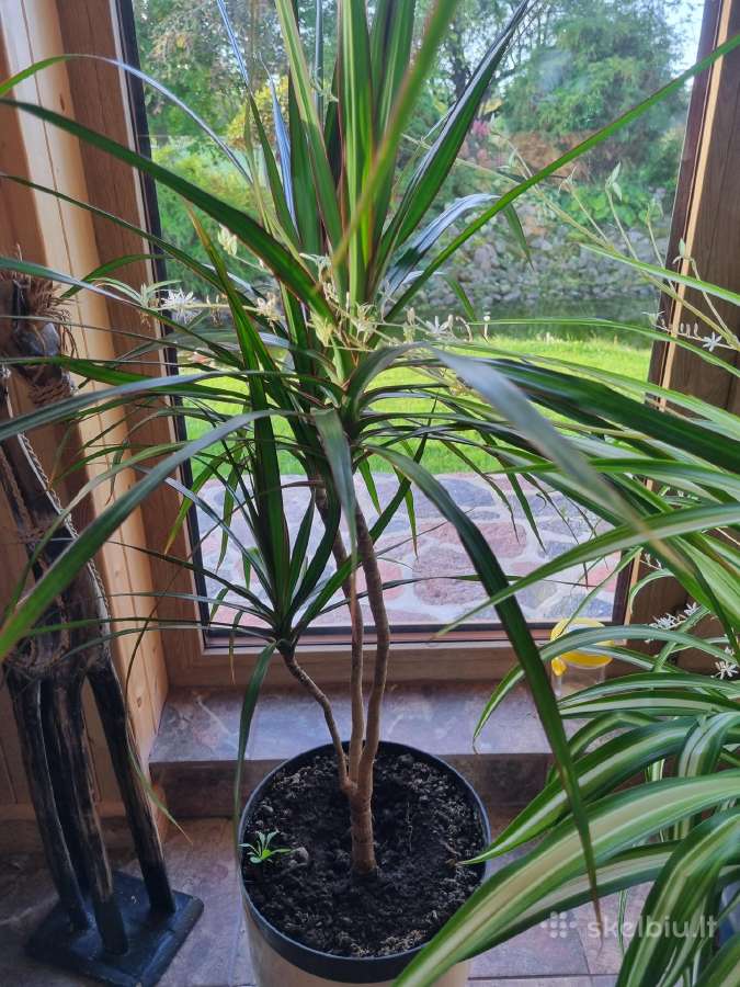 Dracena - nuotraukos Nr. 4