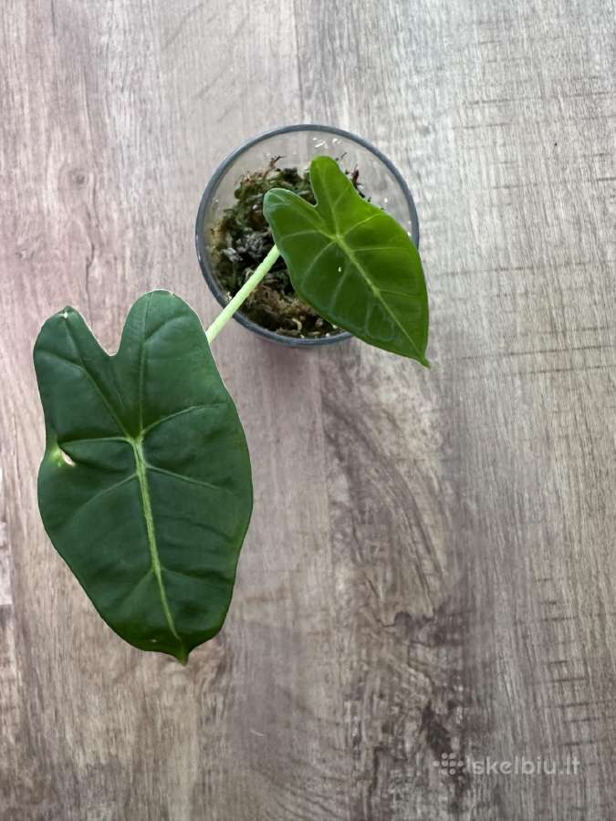 Alocasia frydek - nuotraukos Nr. 2