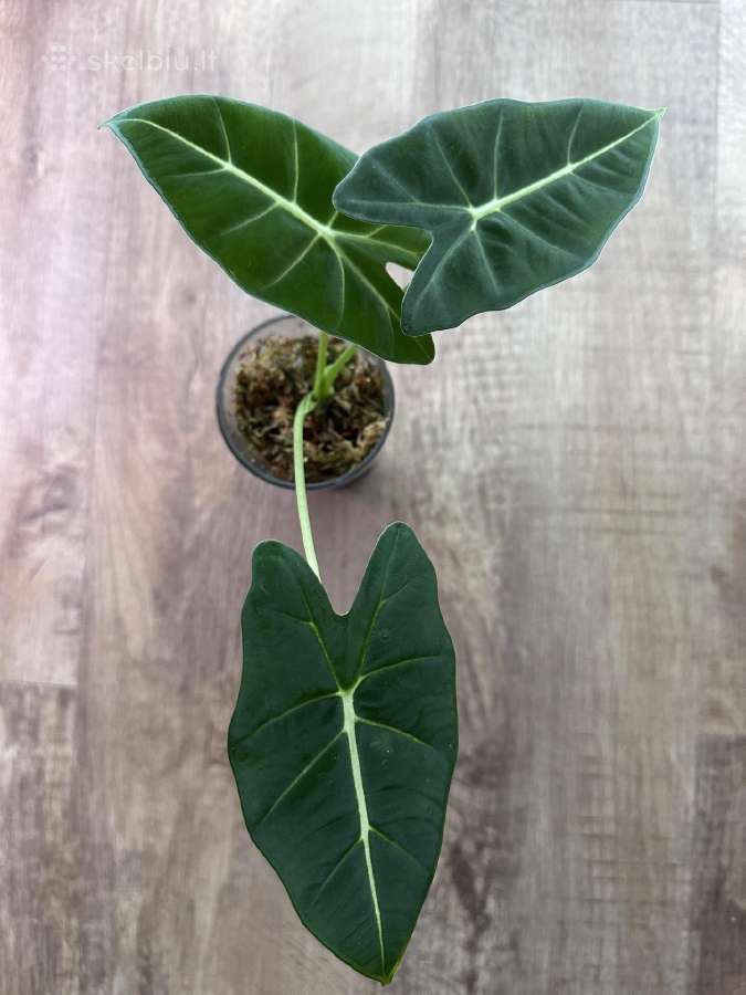 Alocasia frydek - nuotraukos Nr. 3