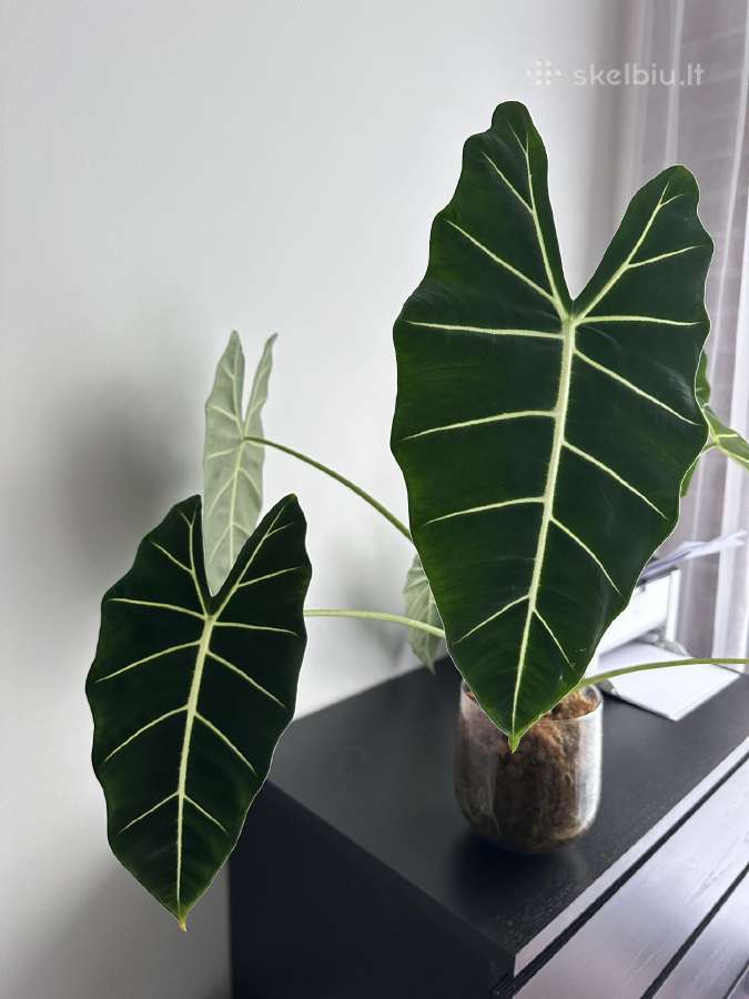 Alocasia frydek - nuotraukos Nr. 4