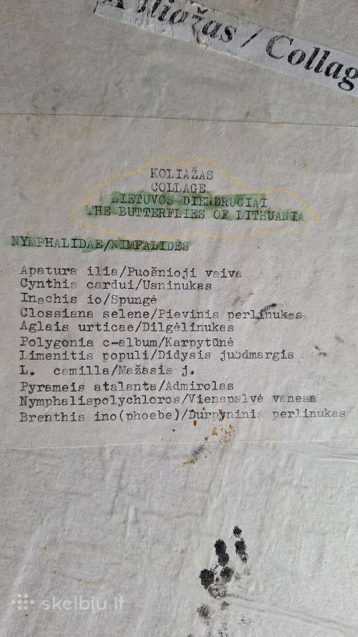 Drugelių kolekcija - nuotraukos Nr. 4