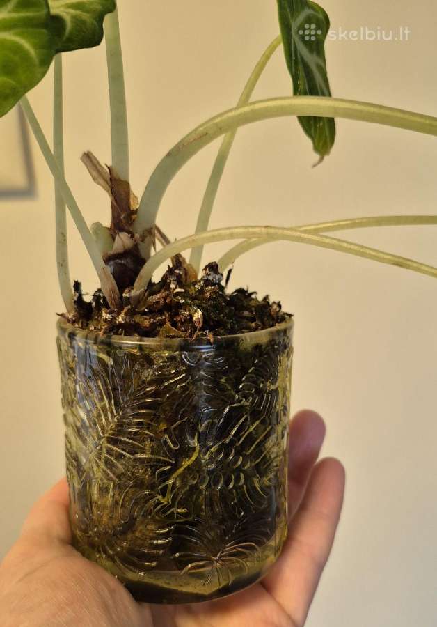 Kambariniai augalai pigiai - nuotraukos Nr. 3