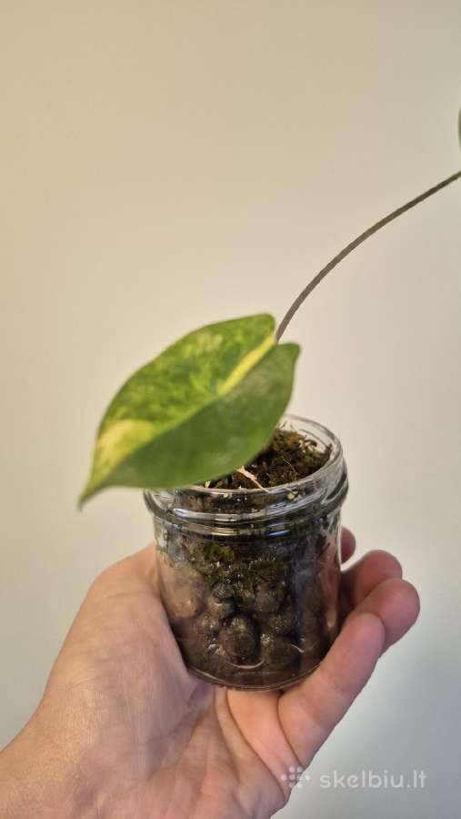 Kambariniai augalai pigiai - nuotraukos Nr. 6