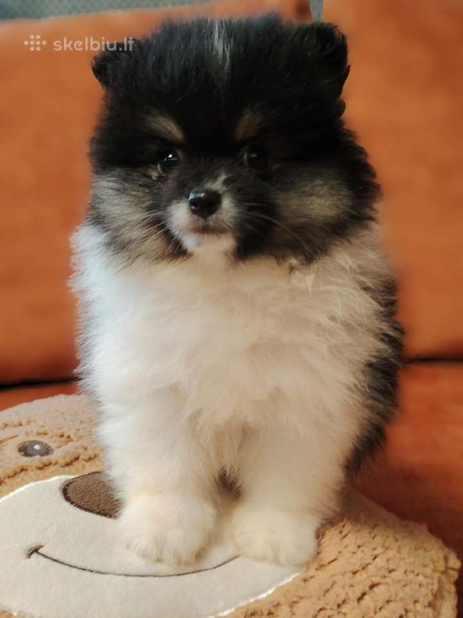 Pomeranijos Špicai! - nuotraukos Nr. 2