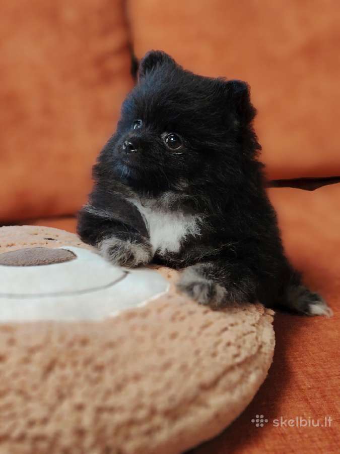 Pomeranijos Špicai! - nuotraukos Nr. 4