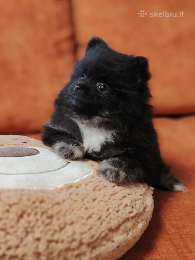 Pomeranijos Špicai! - nuotraukos Nr. 5