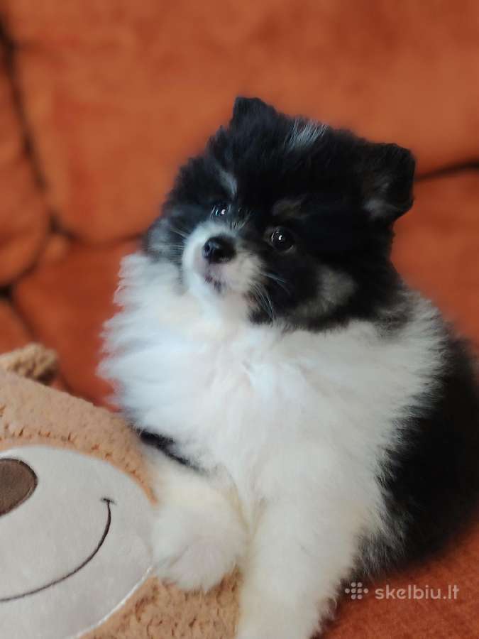 Pomeranijos Špicai! - nuotraukos Nr. 6