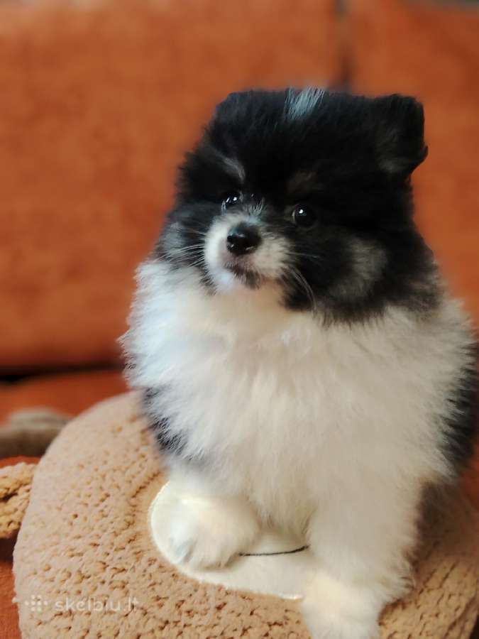 Pomeranijos Špicai! - nuotraukos Nr. 7