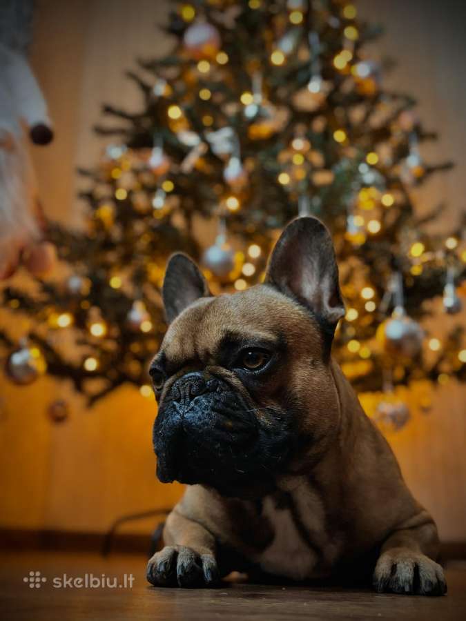 Prancūzų buldogiukas ieško draugės - nuotraukos Nr. 4