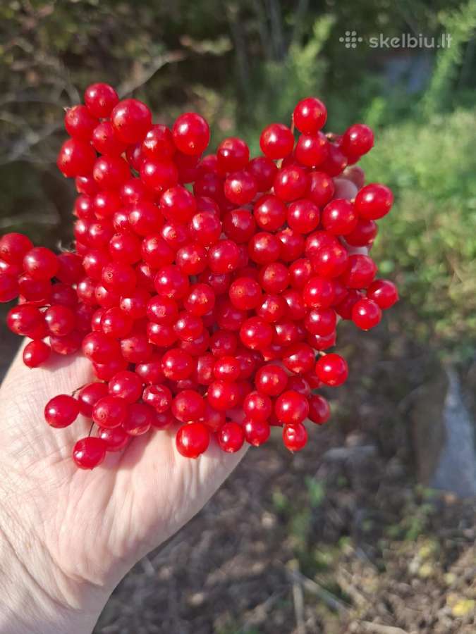 Parduodu laukiniu putinu uogas.siunčiu - nuotraukos Nr. 3