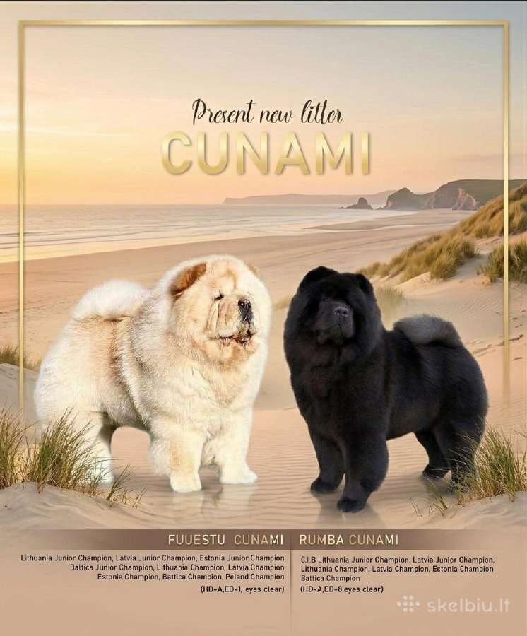 Čiau čiau juodas berniukas su kilmės dokumentais - nuotraukos Nr. 8