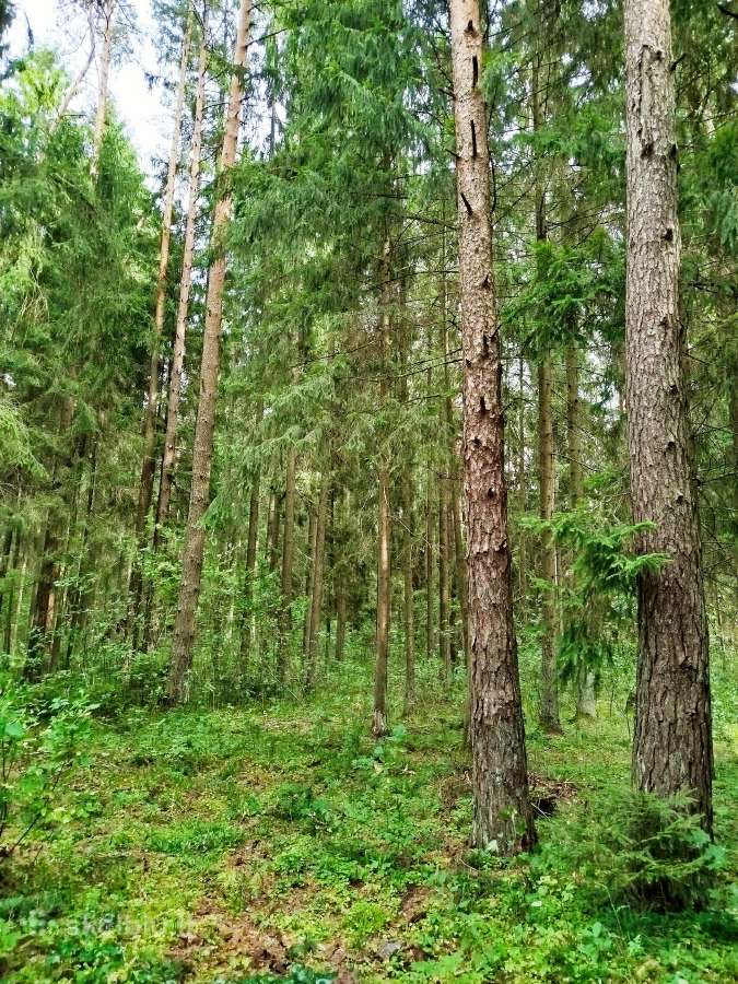 Sodyba su 21 ha žemės ir mišku - nuotraukos Nr. 8