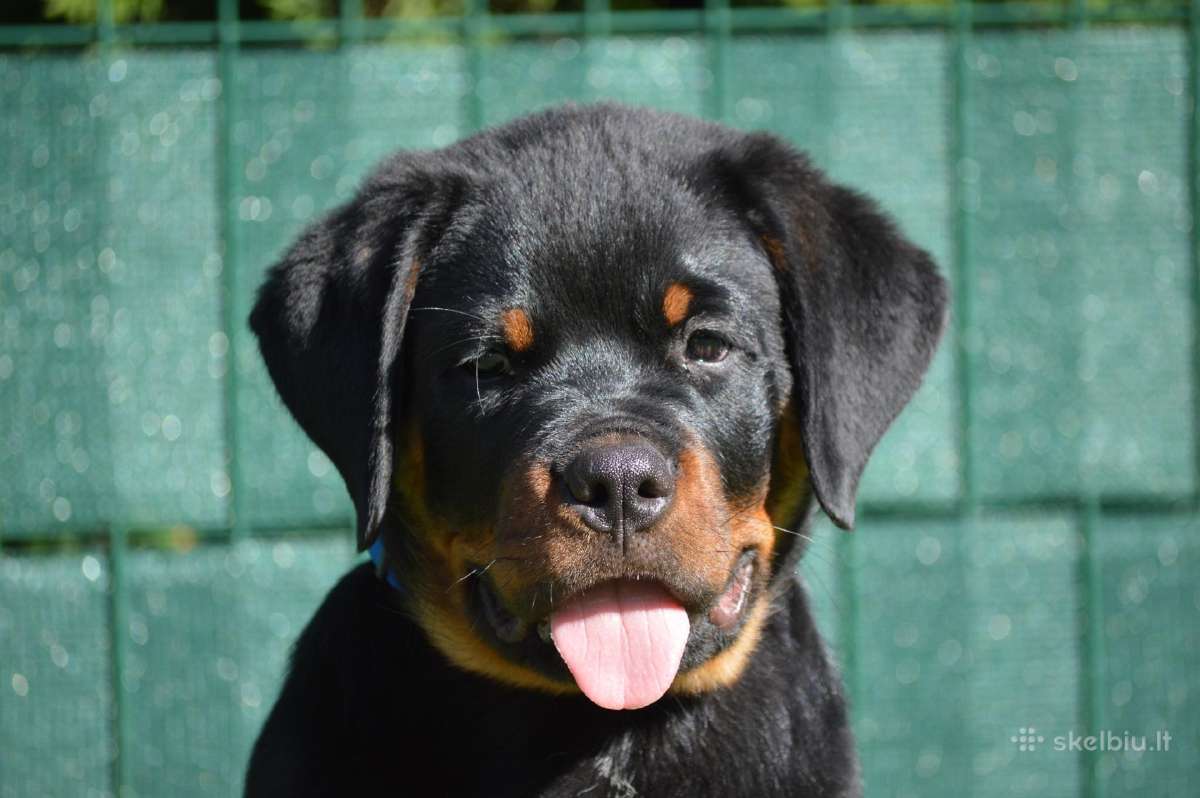 Rottweiler - nuotraukos Nr. 2