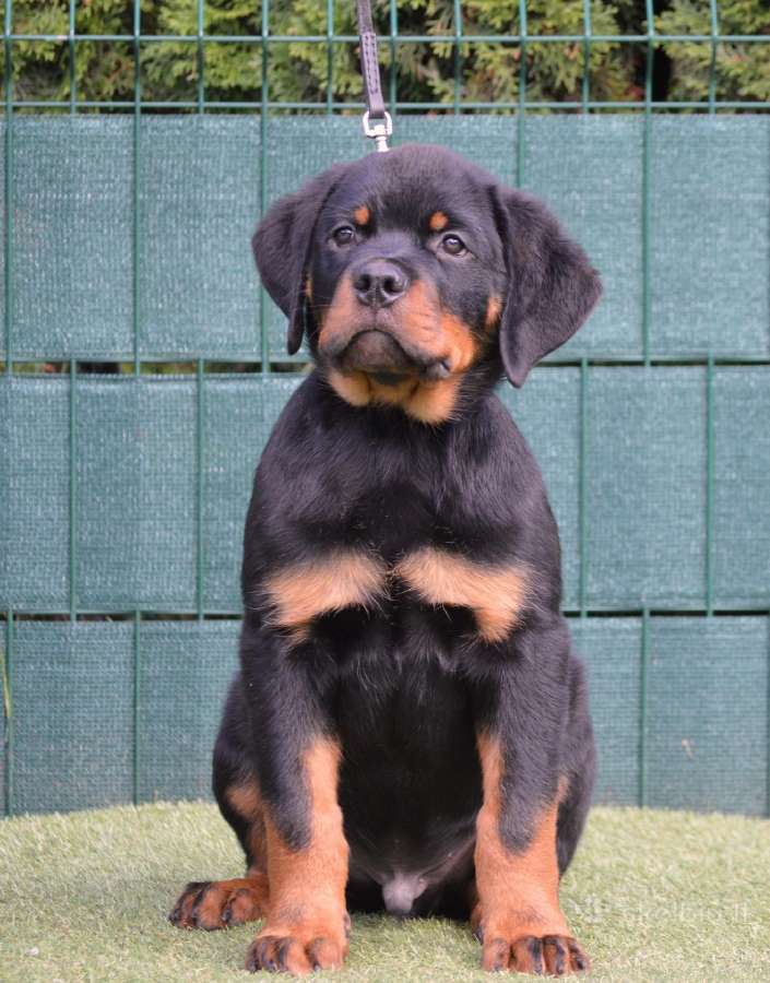 Rottweiler - nuotraukos Nr. 3