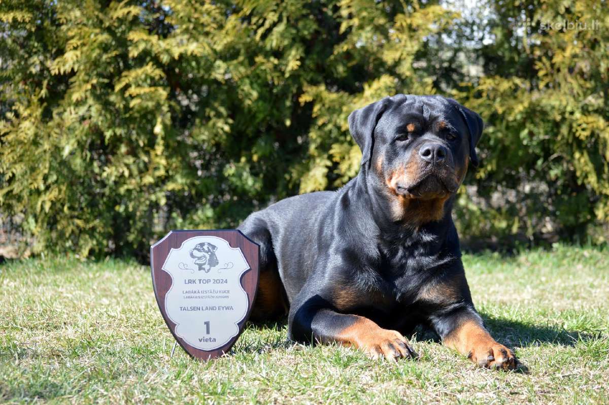 Rottweiler - nuotraukos Nr. 4
