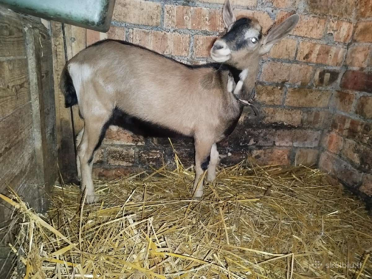 Tiuringijos-prancūzų alpių ožiukas veislei - nuotraukos Nr. 2