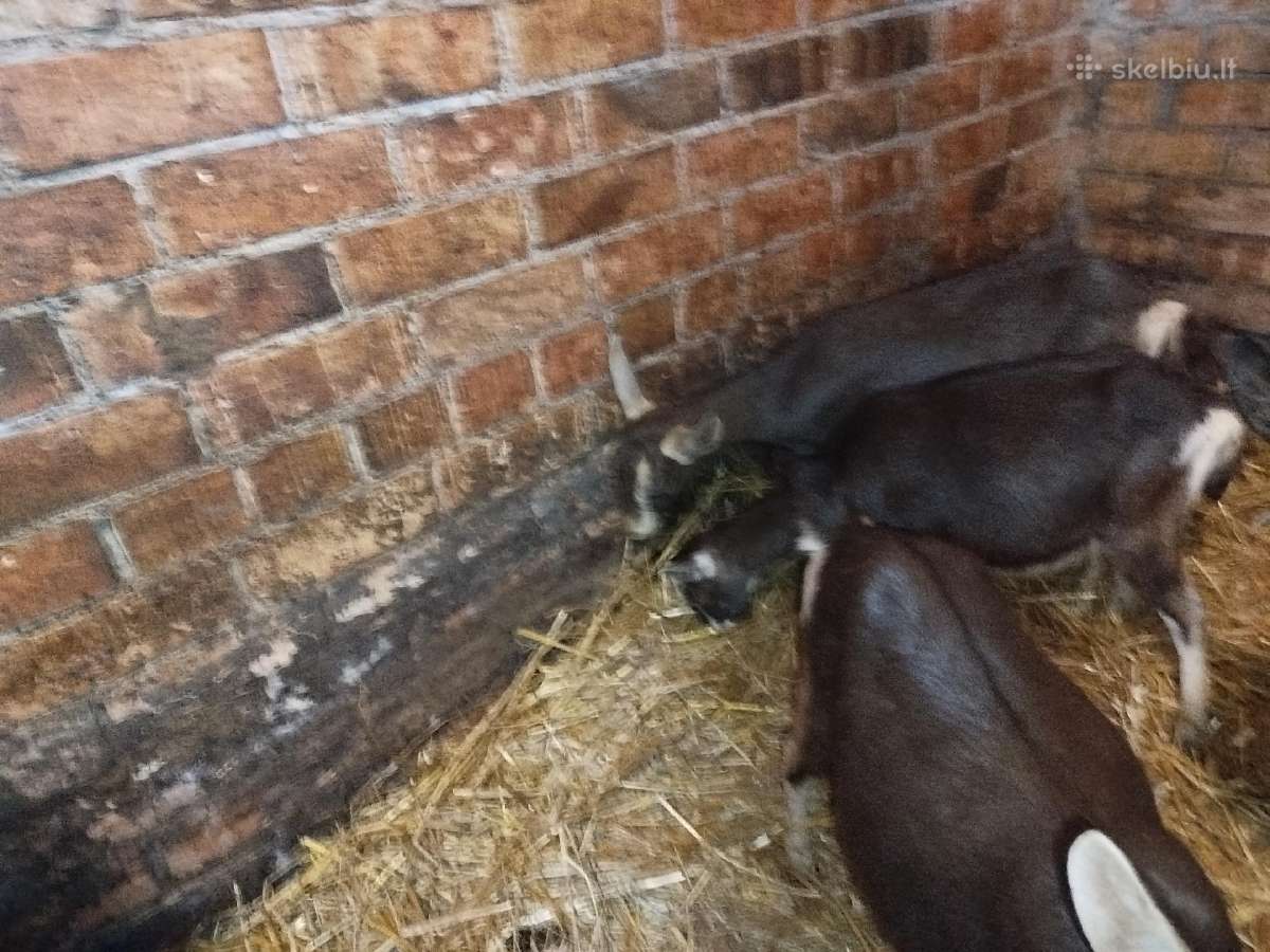 Labai perspektyvios tiuringijos-alpių ožkytės - nuotraukos Nr. 4
