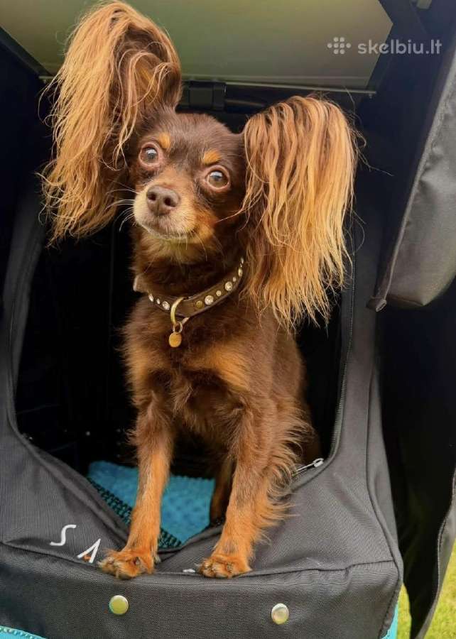 Ilgaplaukius toy terrier - nuotraukos Nr. 9