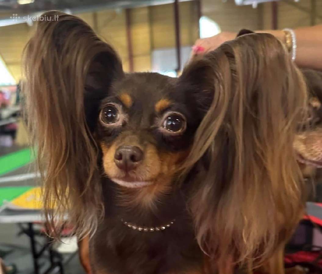 Ilgaplaukius toy terrier - nuotraukos Nr. 10