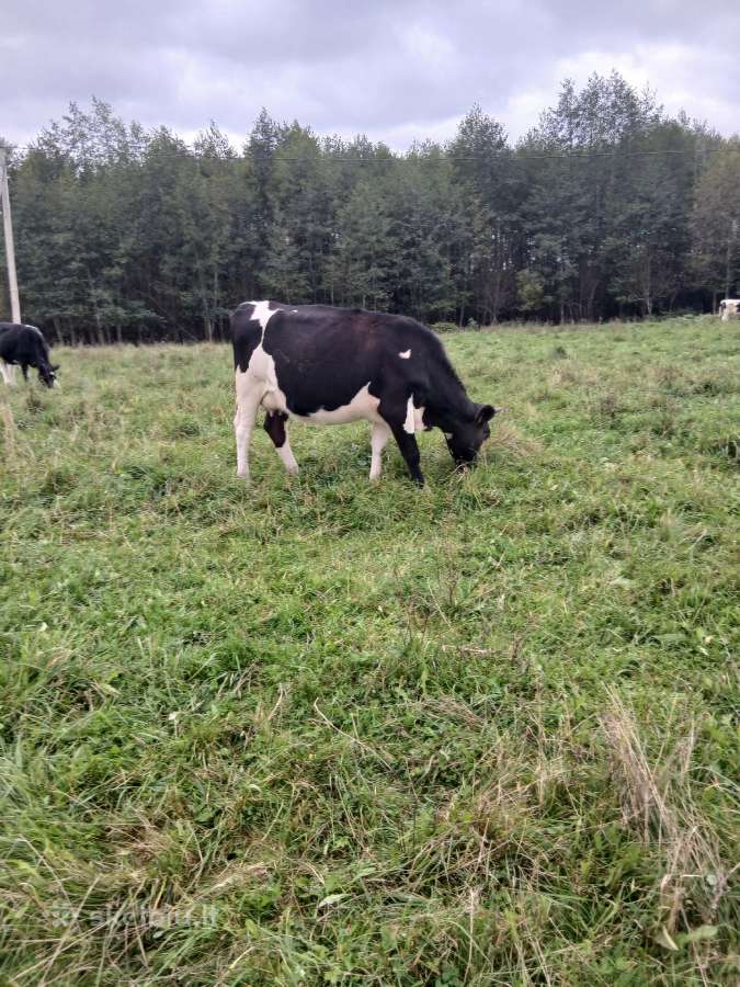 Parduodu veršingas telyčias - nuotraukos Nr. 2