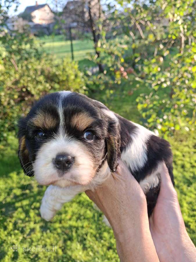 Kavalieriaus Karaliaus Karolio Spanielių šuniuka - nuotraukos Nr. 18