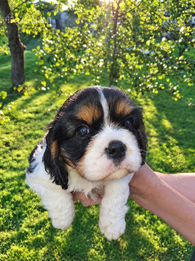 Kavalieriaus Karaliaus Karolio Spanielių šuniuka - nuotraukos Nr. 19